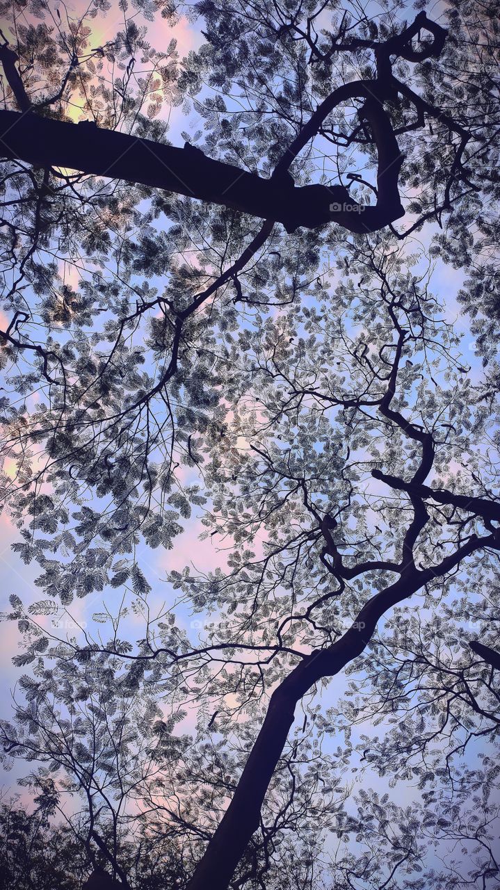 View from the eye of Ant, pink white clouds blue sky green leaves brown trunk makes my roof divergent throughtout the year, though all are discrete but beguling all together ❤️.