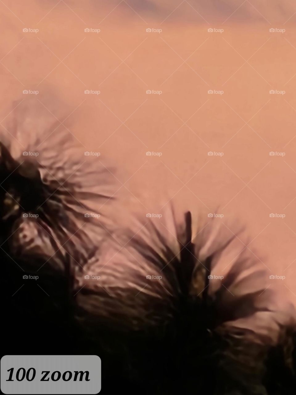 Very top of the pine tree