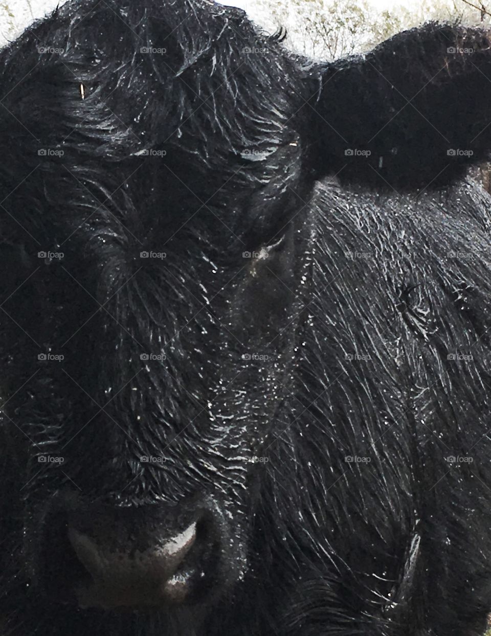 Heifer calf in the rain. 