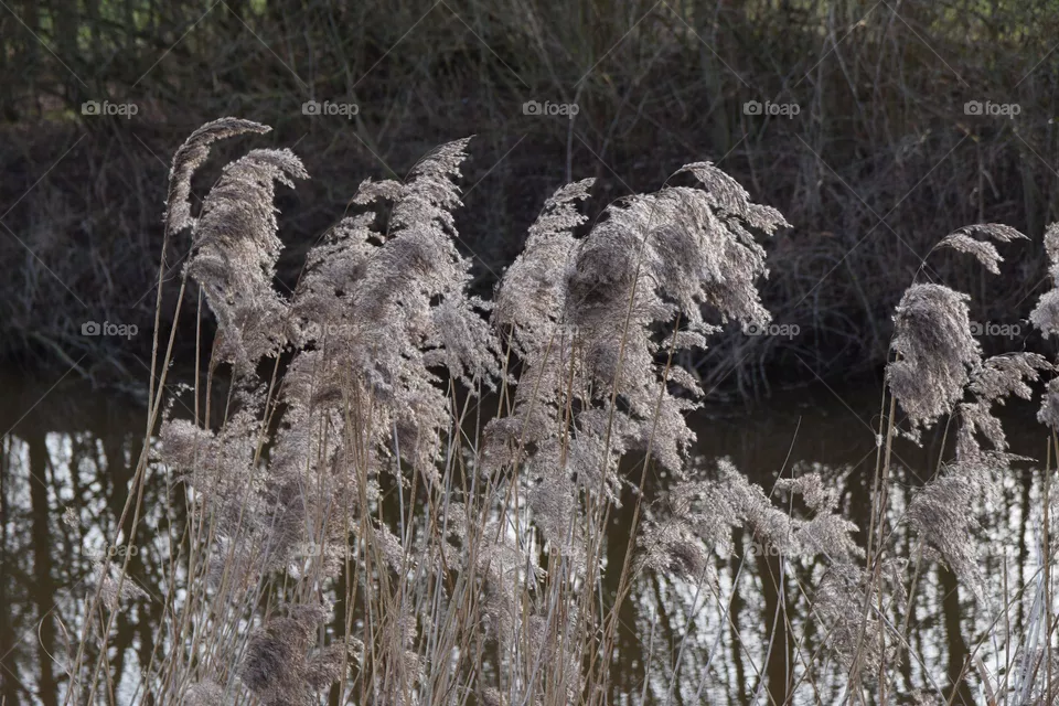 beautful in nature