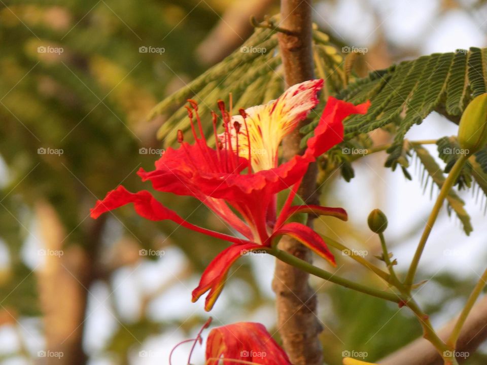 tried to capture this lovely red flower from tree near pavement