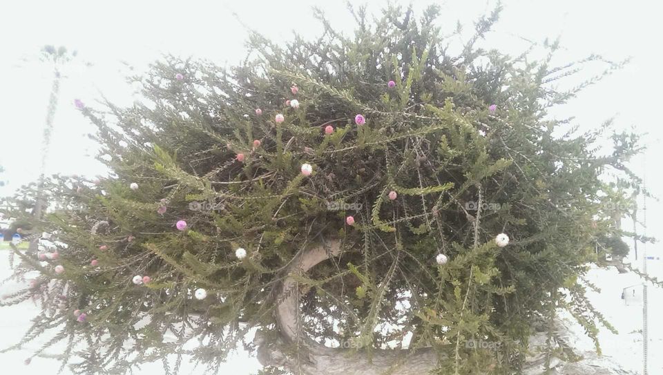 Coastal Conifer with Purple, Pink and Coral Colored Florals with a ghostly lit backdrop