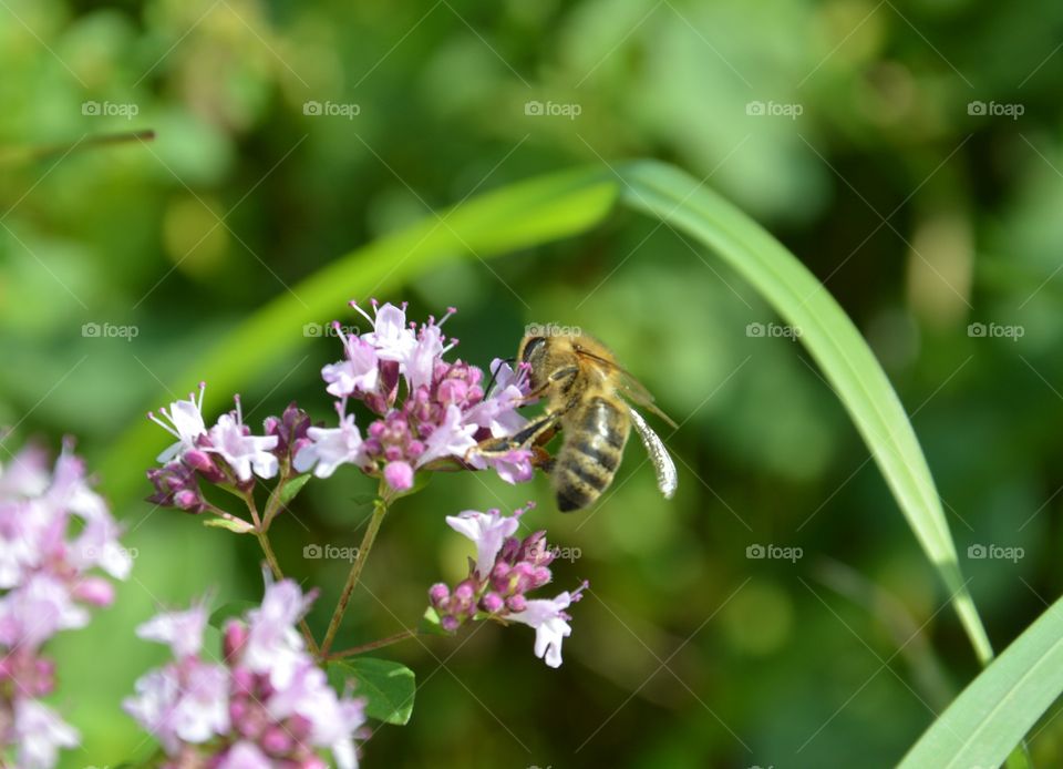 bee