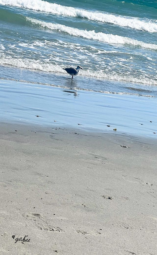 Flight of the sea 