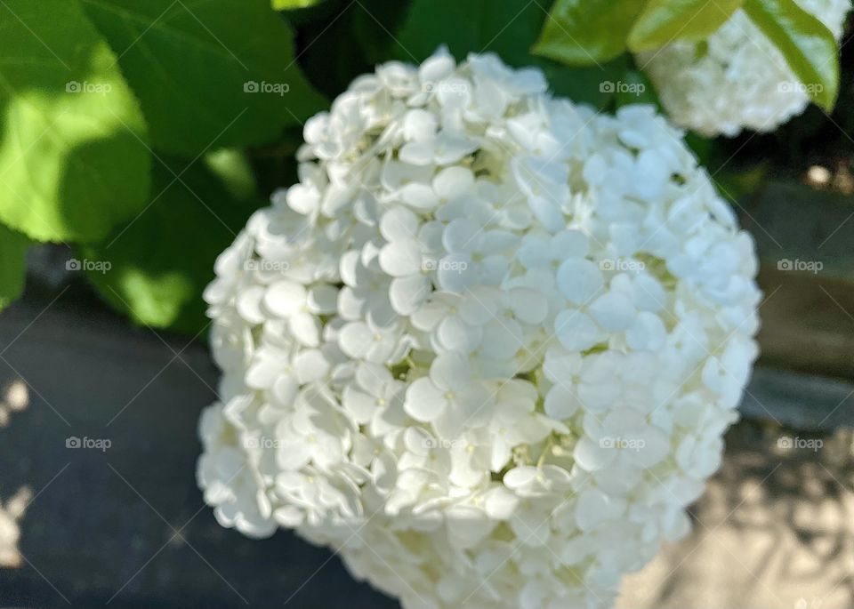 White hydrangea