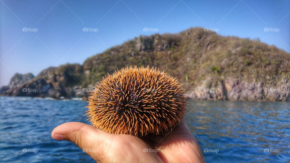 Sea urchin!!!