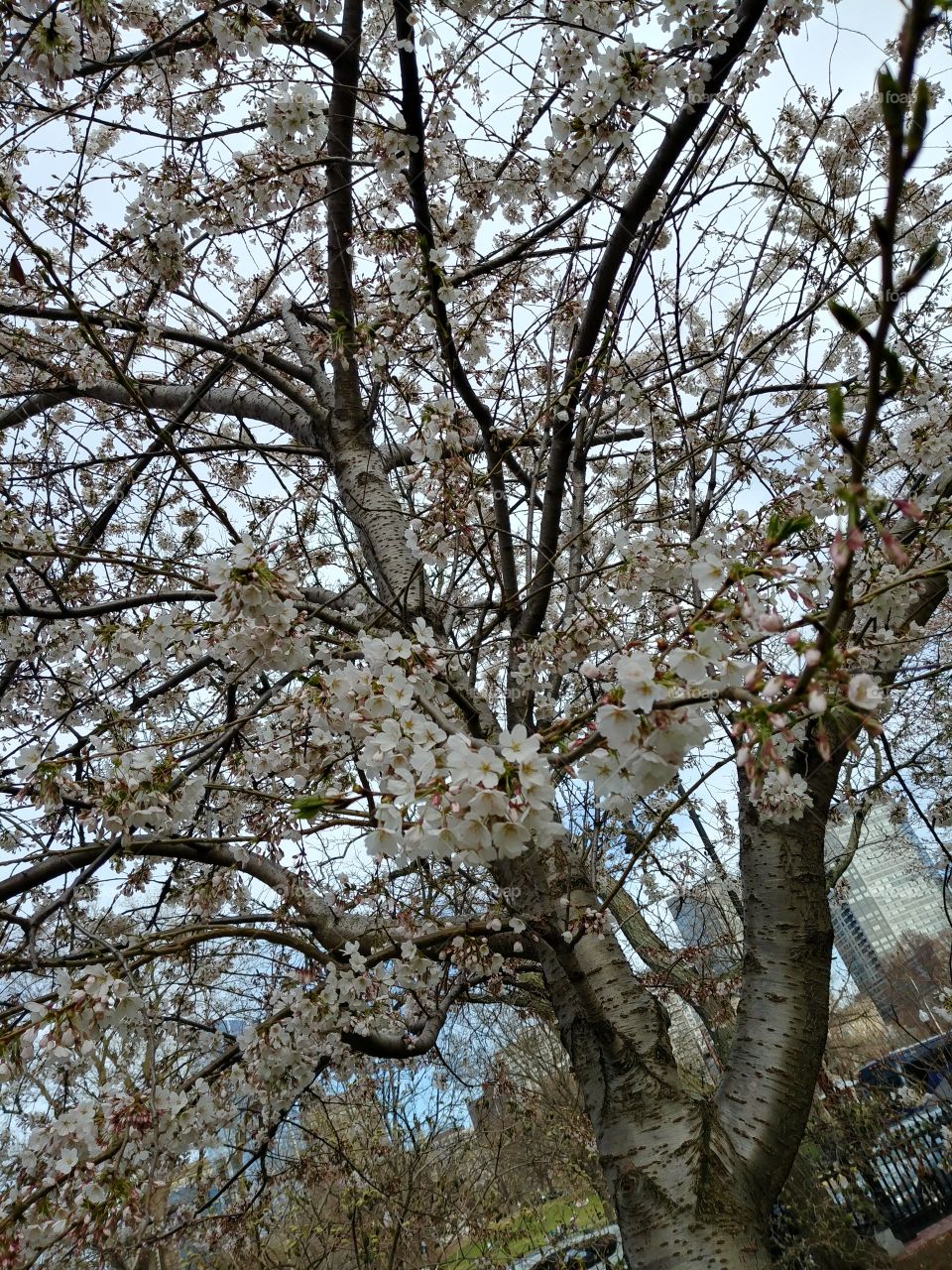 blooming tree in the public gardens