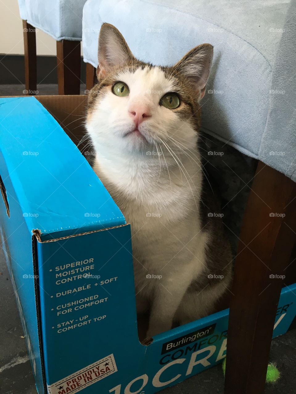 Cat in the box with beautiful green eyes. 