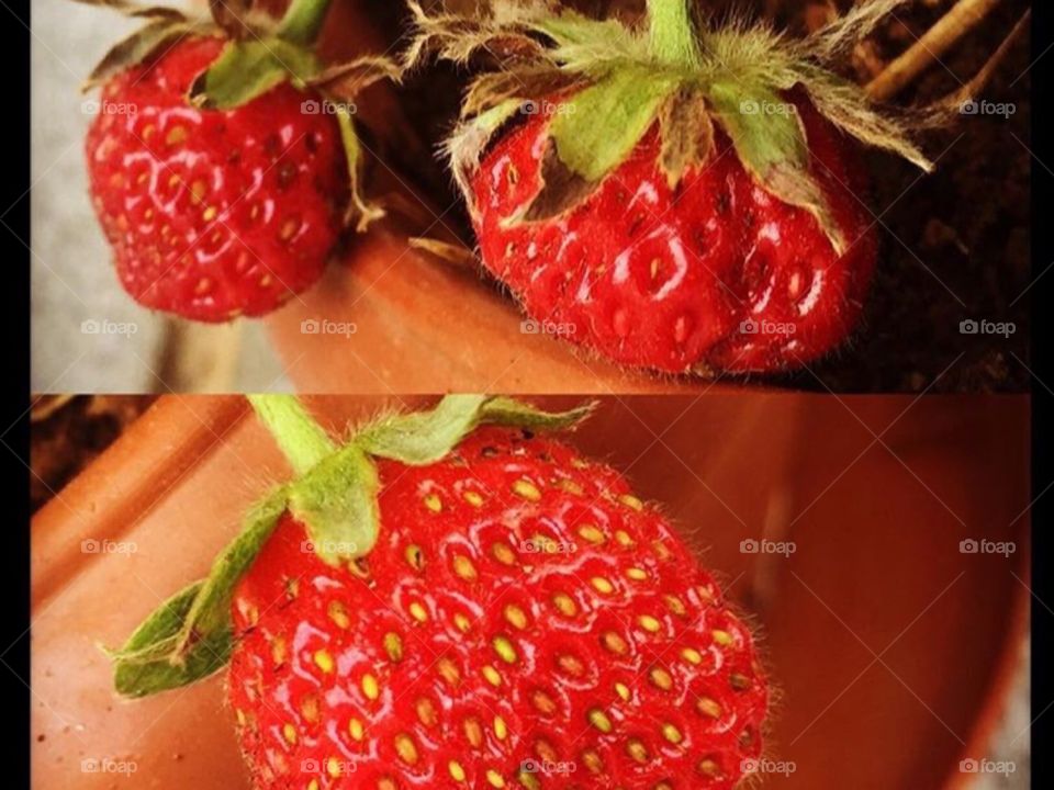 Strawberries 