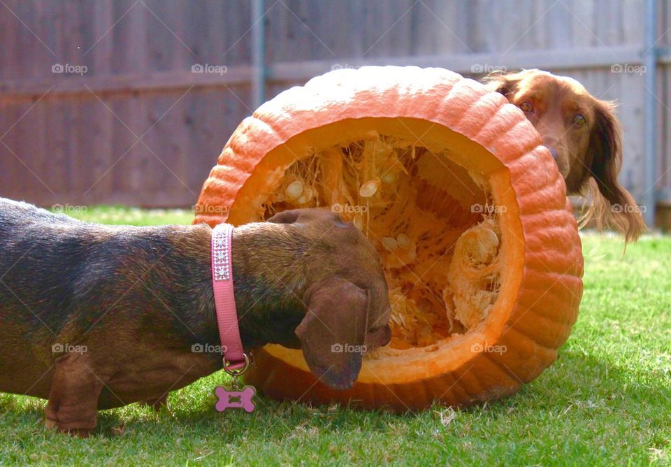 Pumpkin Dogs