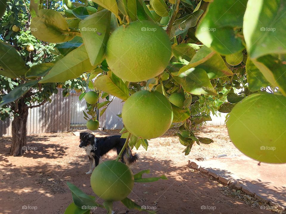 Ripening unripened green oranges on orange tree