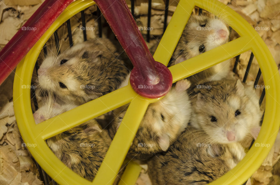 Roborovski hamster (Phodopus roborovskii; formerly Cricetulus bedfordiae), also known as desert hamster or Robo, is the smallest of three species of hamster in the genusPhodopus, averaging under 2 centimetres (0.8 in) at birth and 4.5–5 centimetres (1.8–2.0 in) and 20–25 grams (0.71–0.88 oz) during adulthood