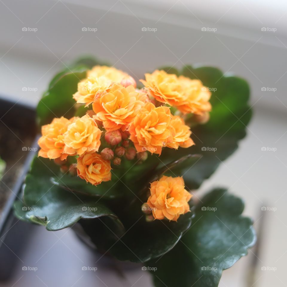 Kalanchoe blossfeldiana
