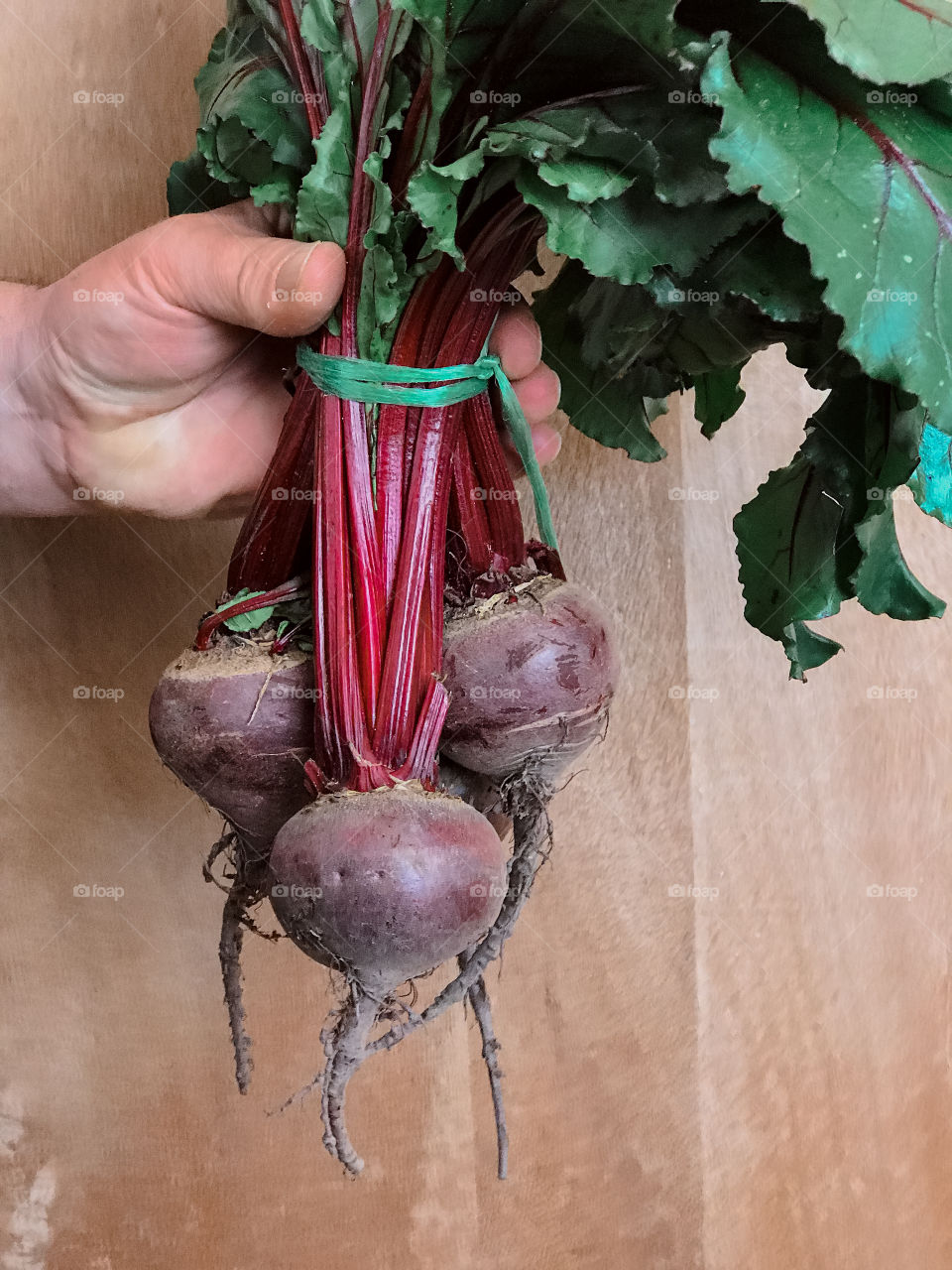 Close-up of hand holding root