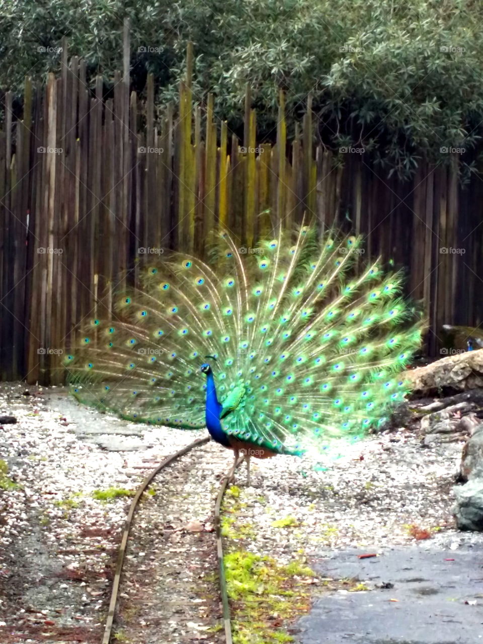 Peacock