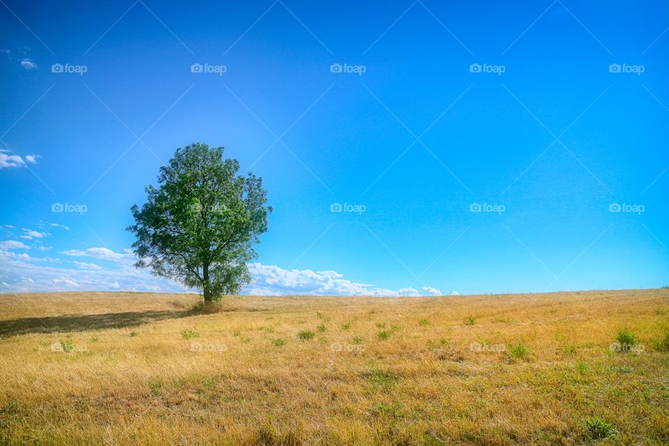 Tree on a hill 