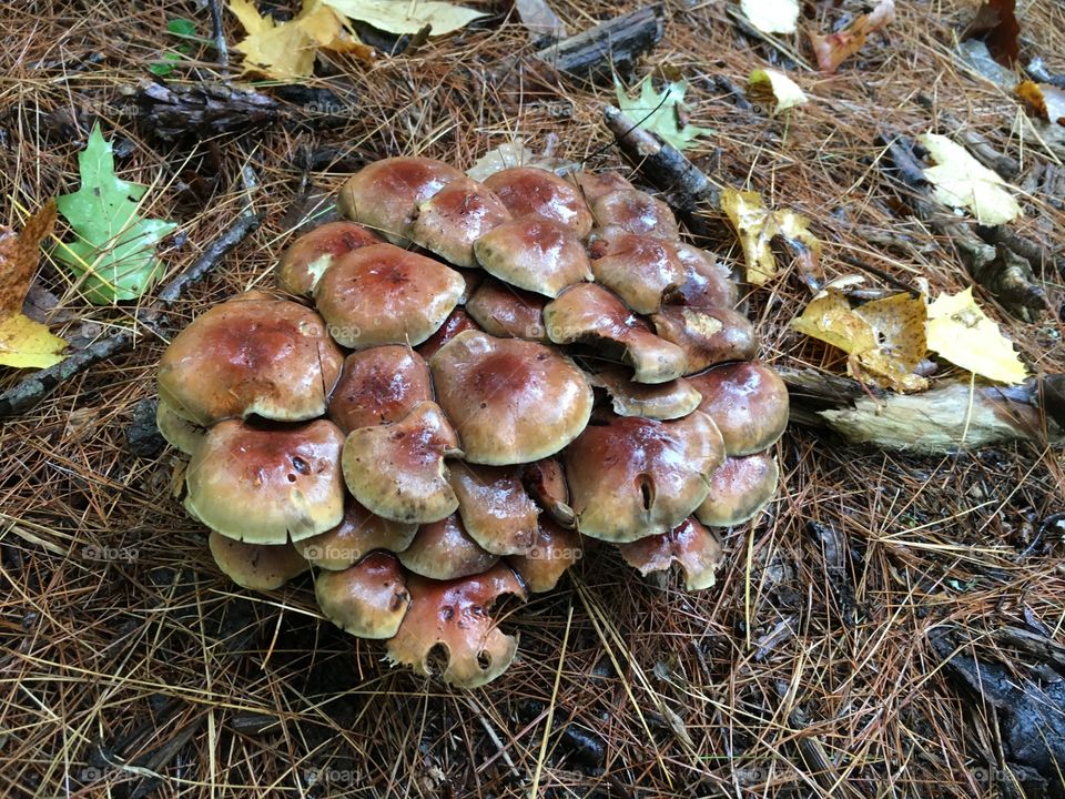 Gathering of Mushrooms 