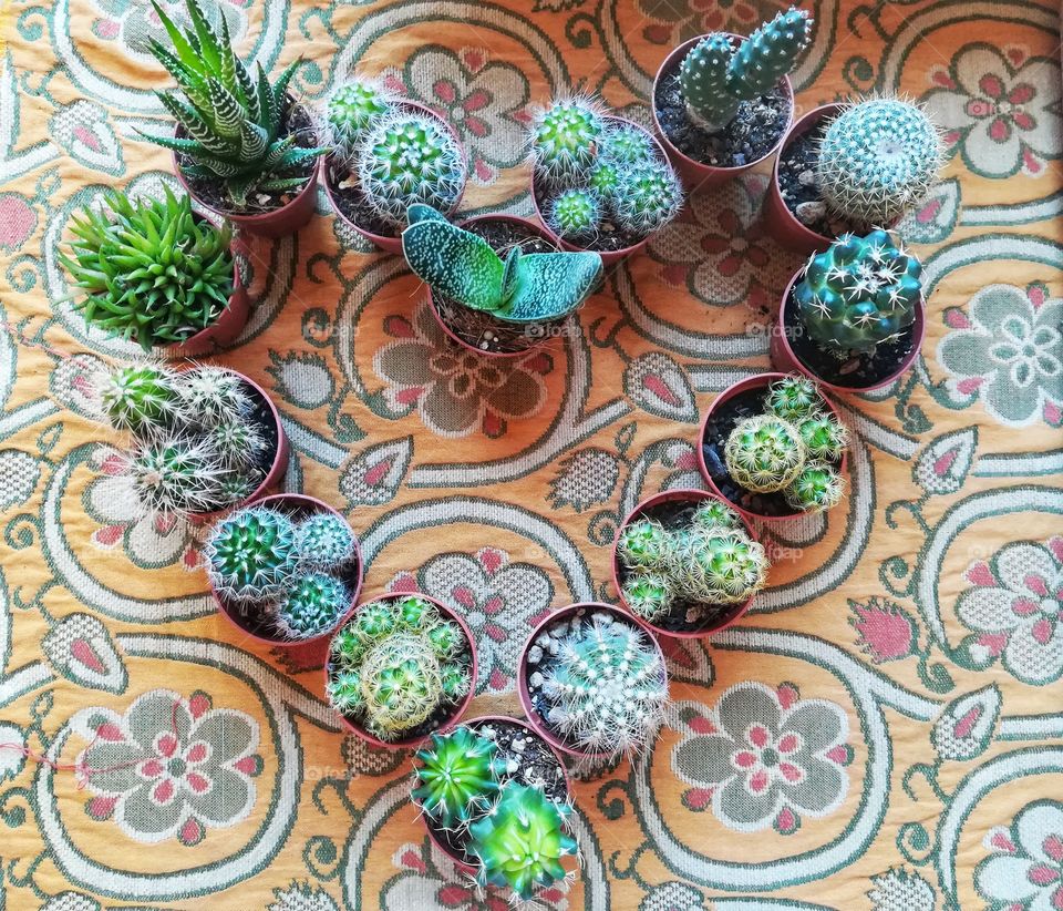 plants in the shape of a heart