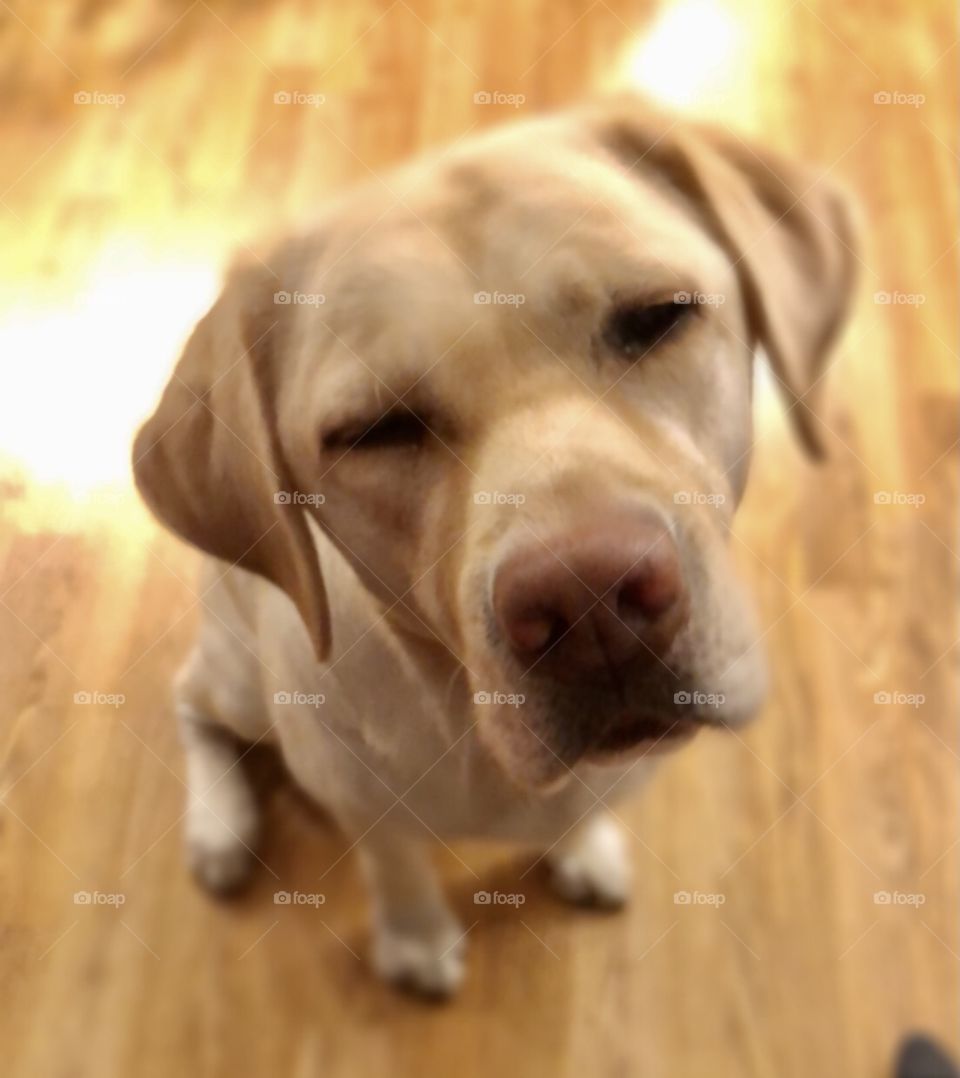 Up close portrait yellow Labrador 