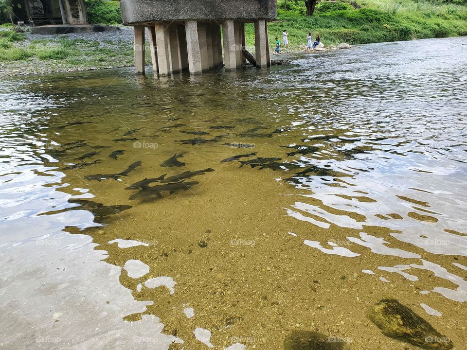 fish under the bridge