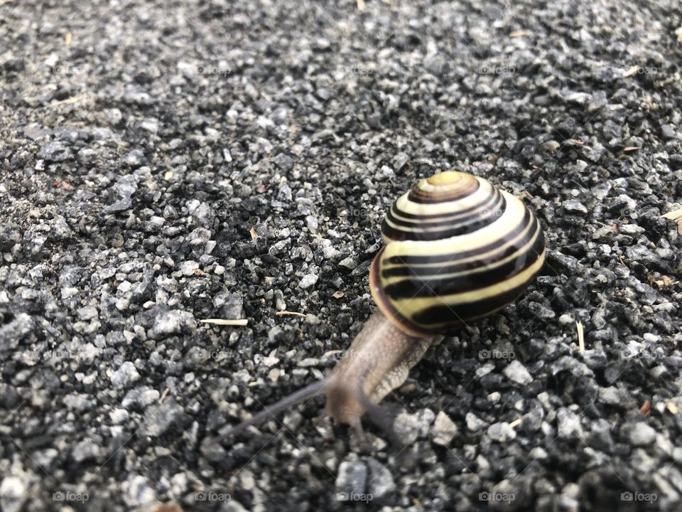 Snail