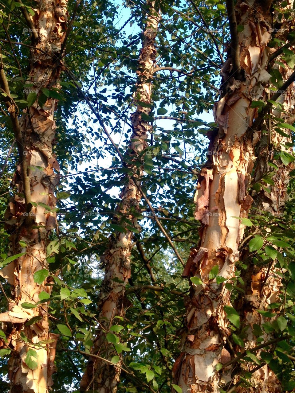 Beautiful Birch Bark 