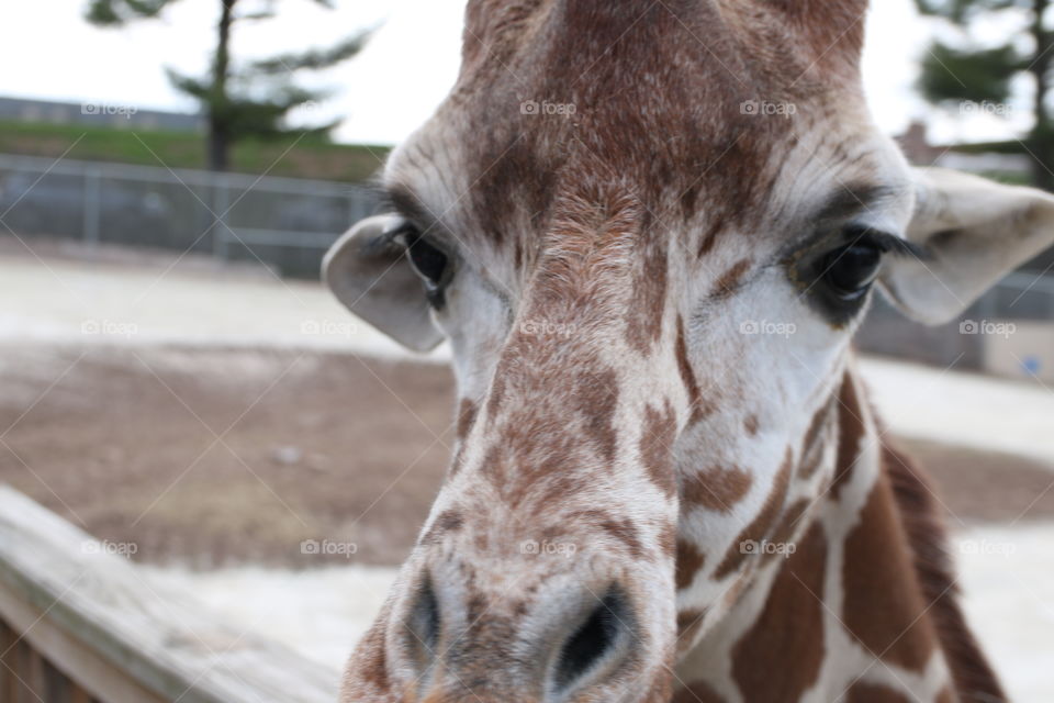 Giraffe close up