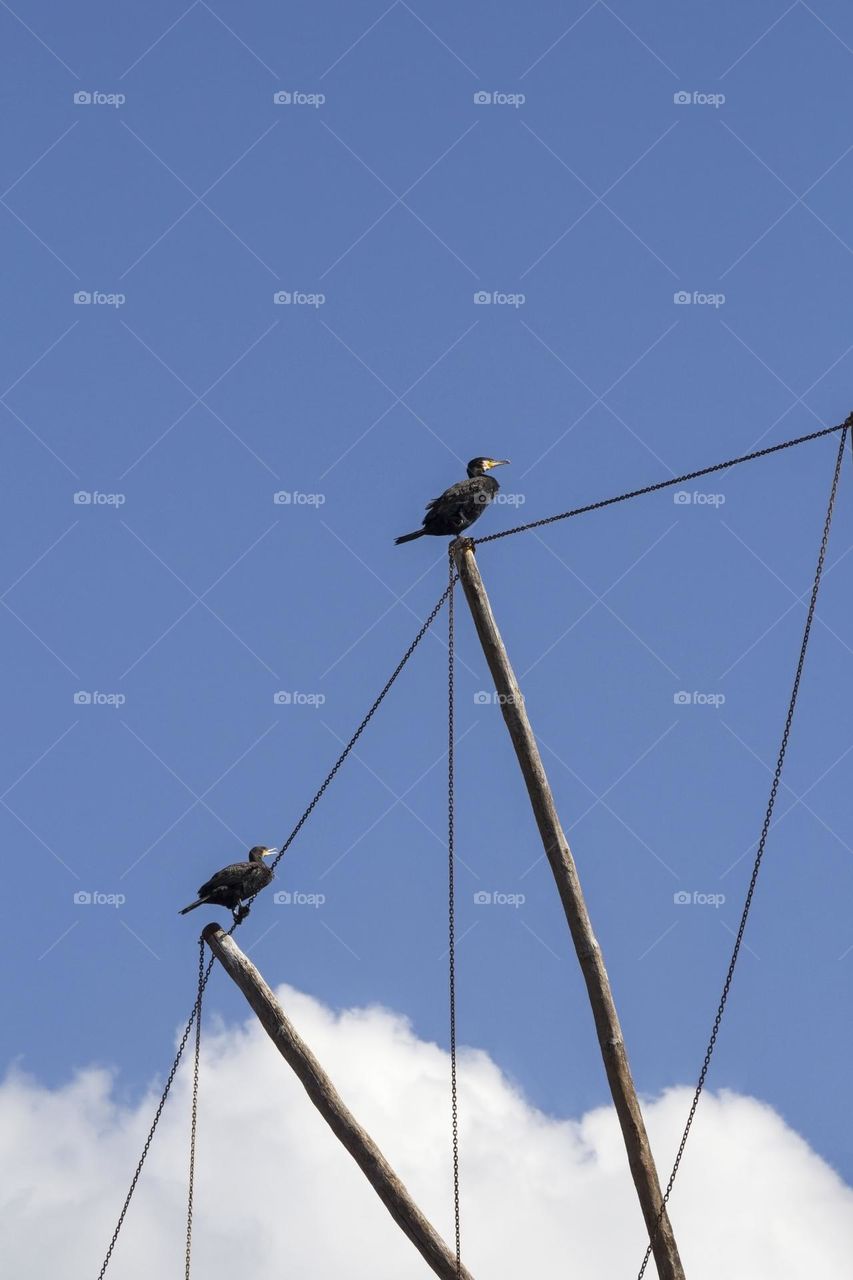 Birds against blue sky