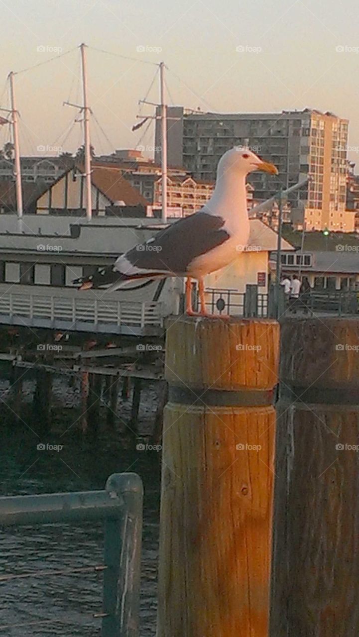 seagull on wharf sitting on dock of pier at beach in California