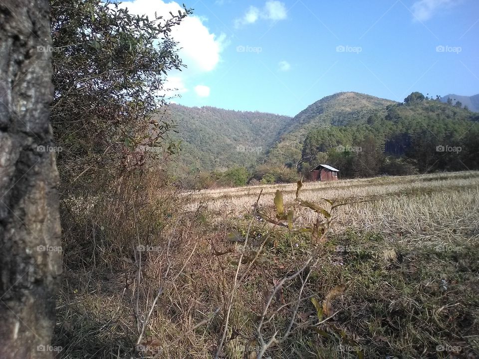 hut in the field