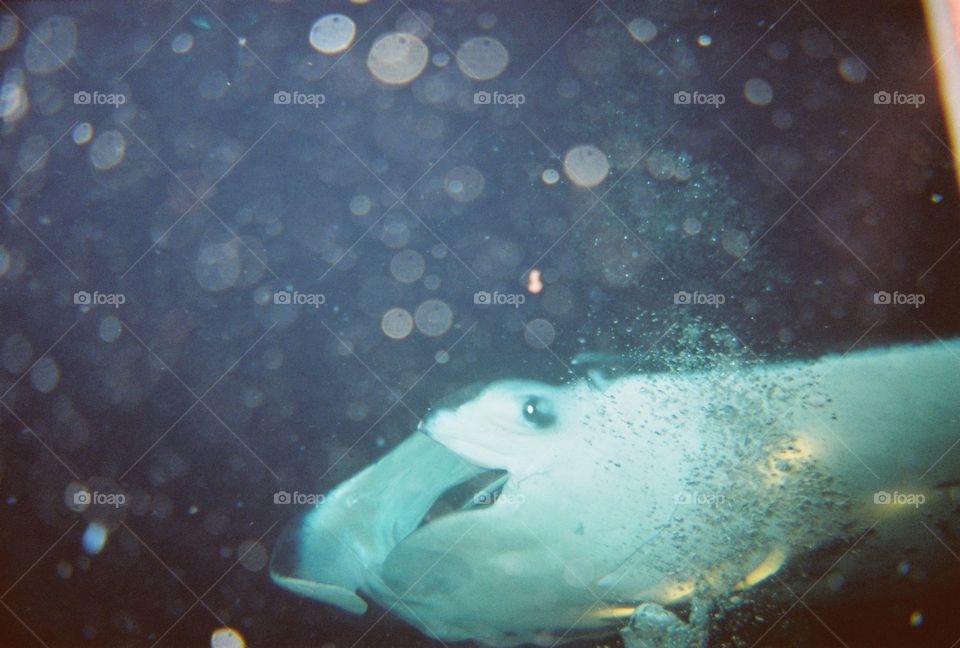 Hawaii scuba diving