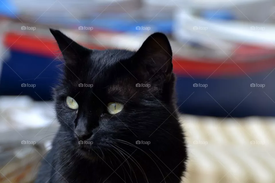 Black Cat