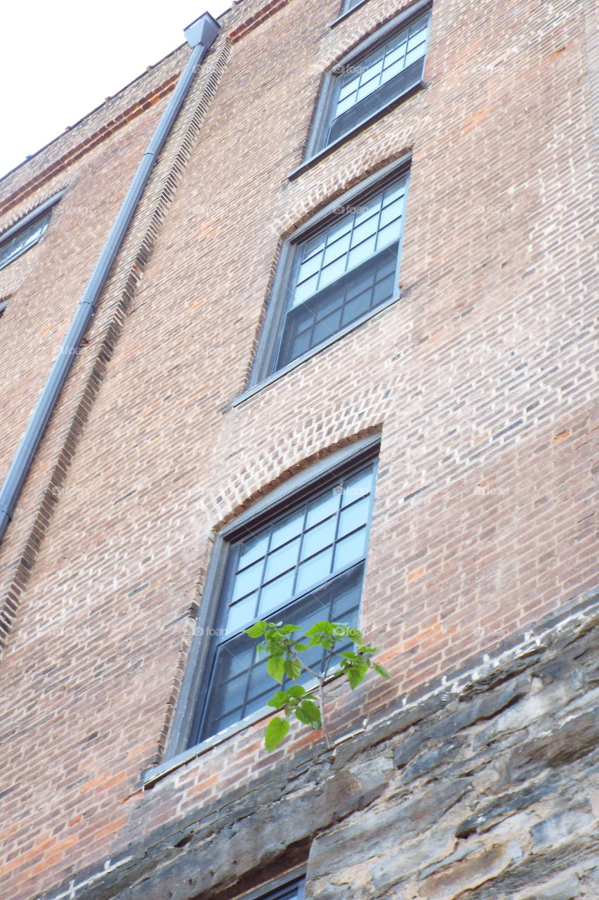 Tree Growing Out Of Building