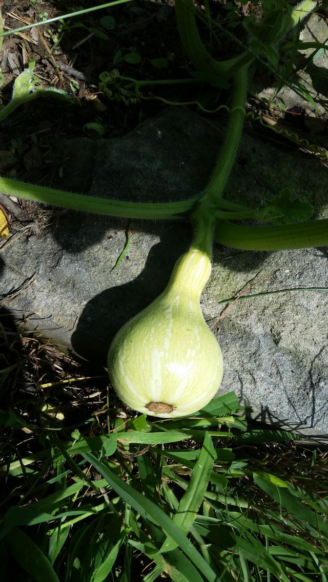 baby butternut
