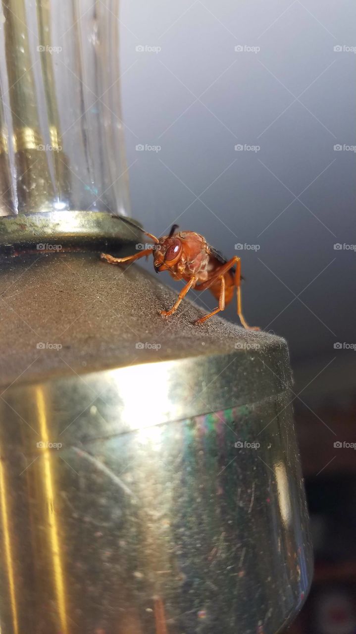 close up wasper picture