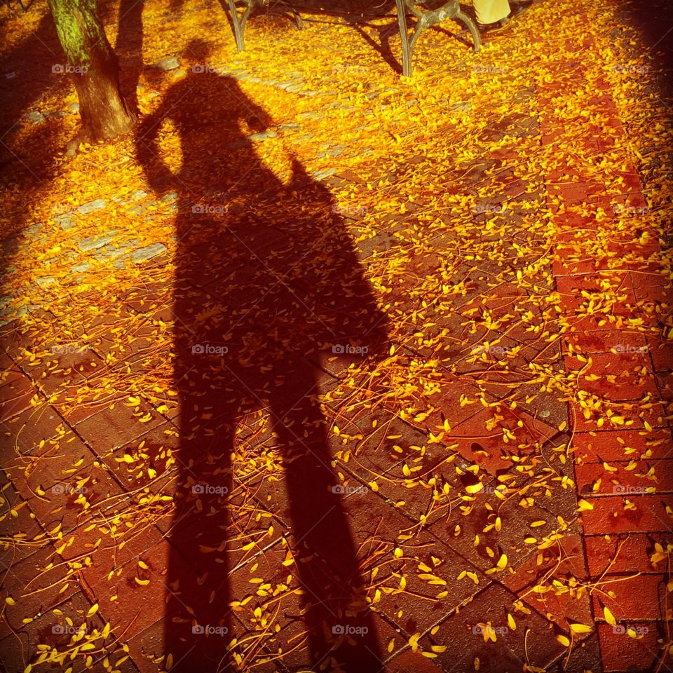 Shadow in the Fall