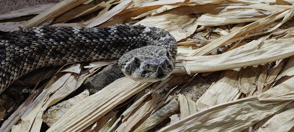 Eastern rattler