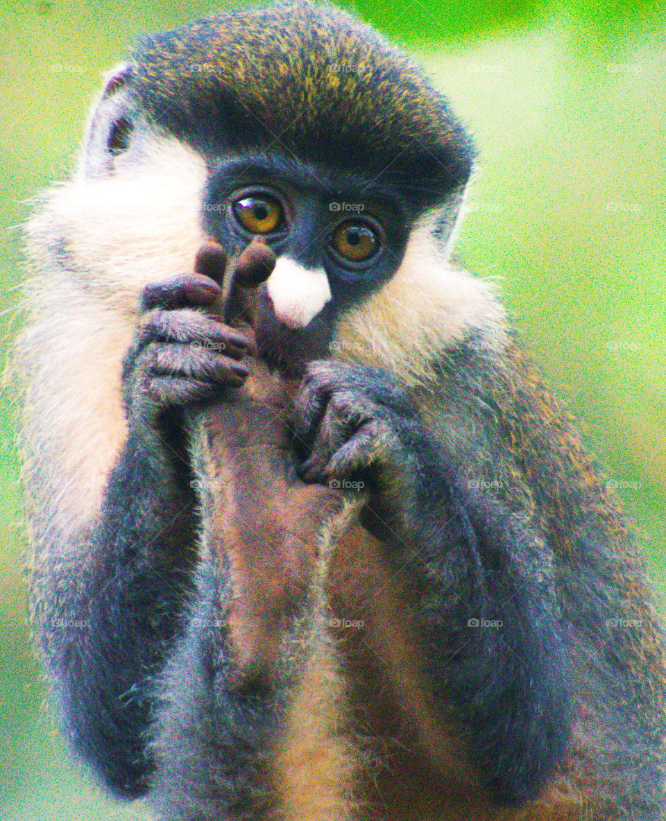 Red tail Monkey