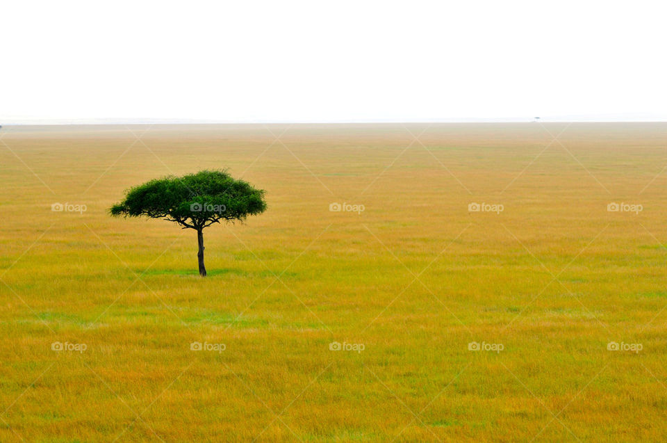 tree africa serengeti plains by sgkraus