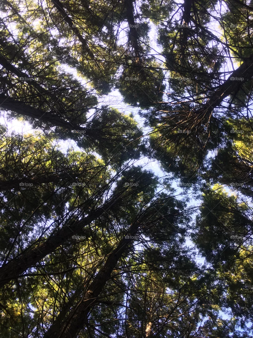 Look up