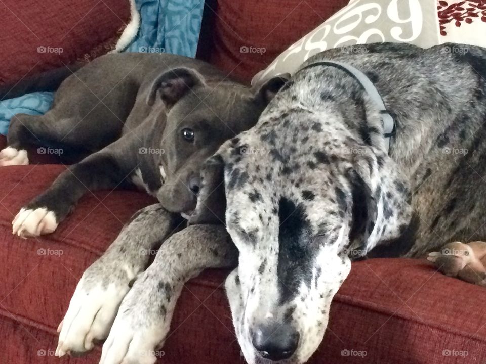 Puppy love