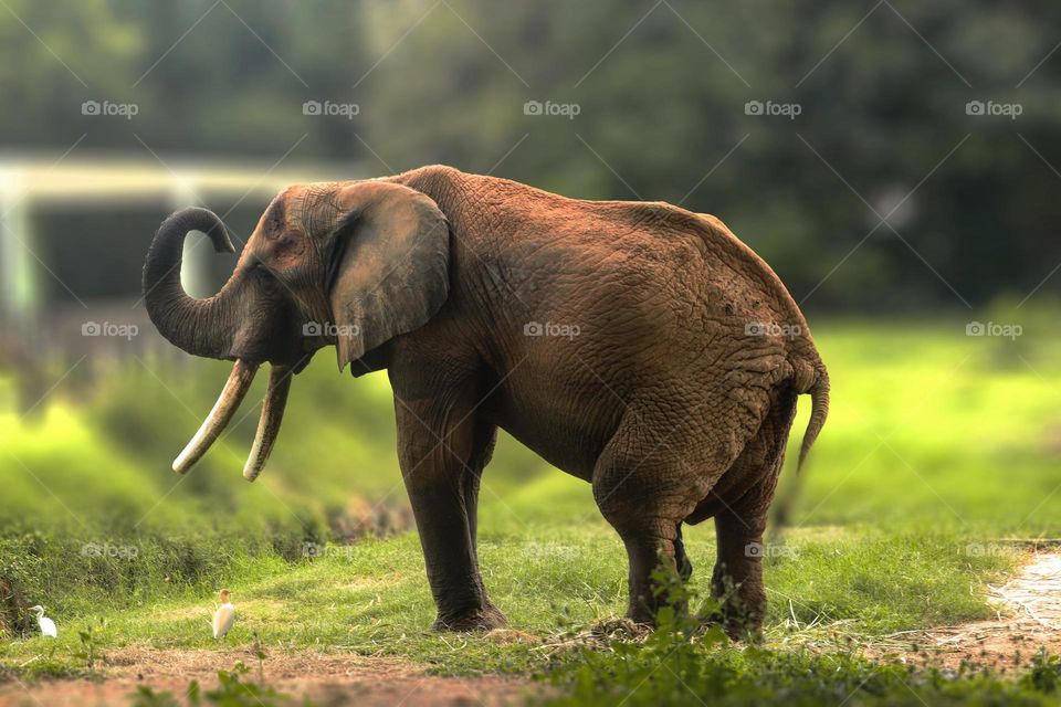 this beautiful beast