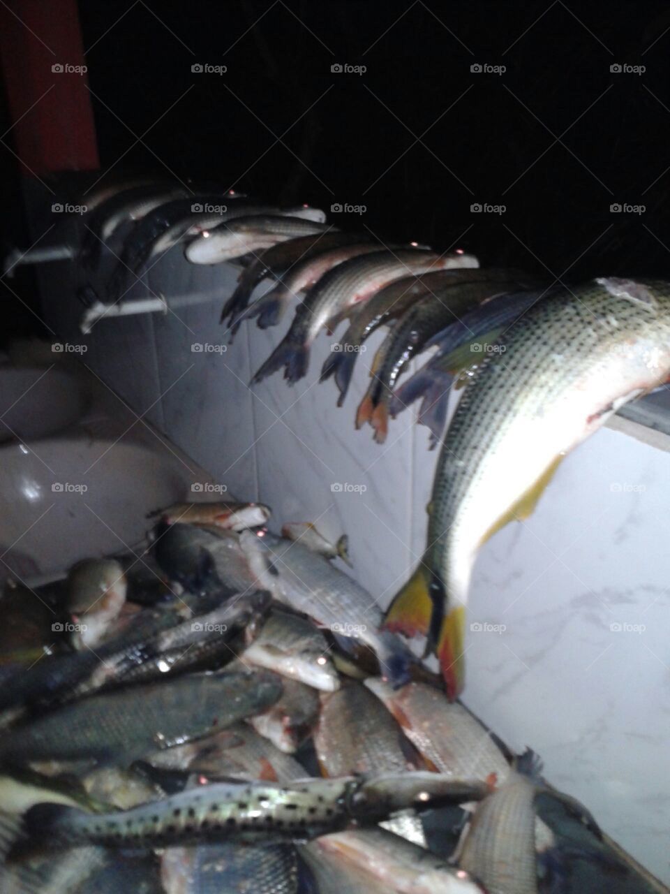 Peixe de Paraopeba