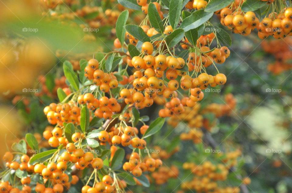 orange fruit