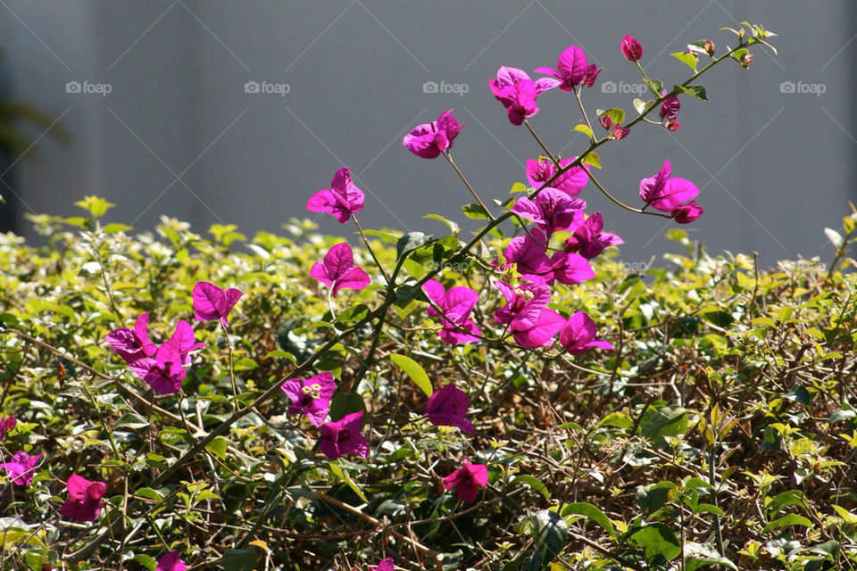 flower travel purple bushes by mmcook