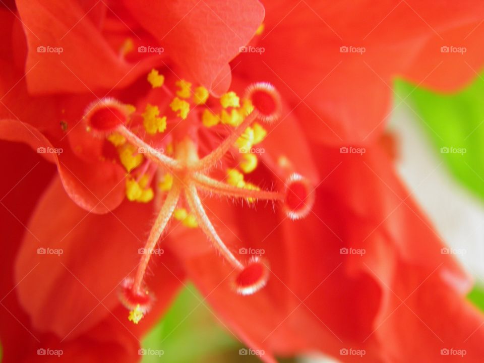 Heart of the Red Hibiscus