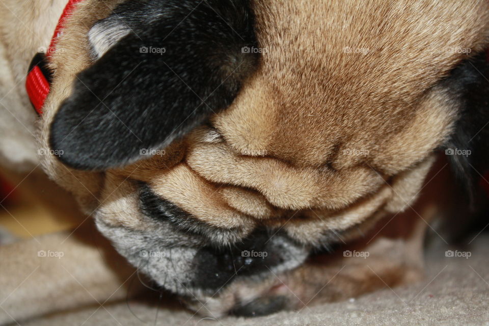 Glimpse in a pug’s life 