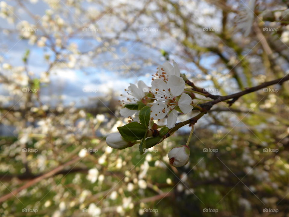 Blossom closeup