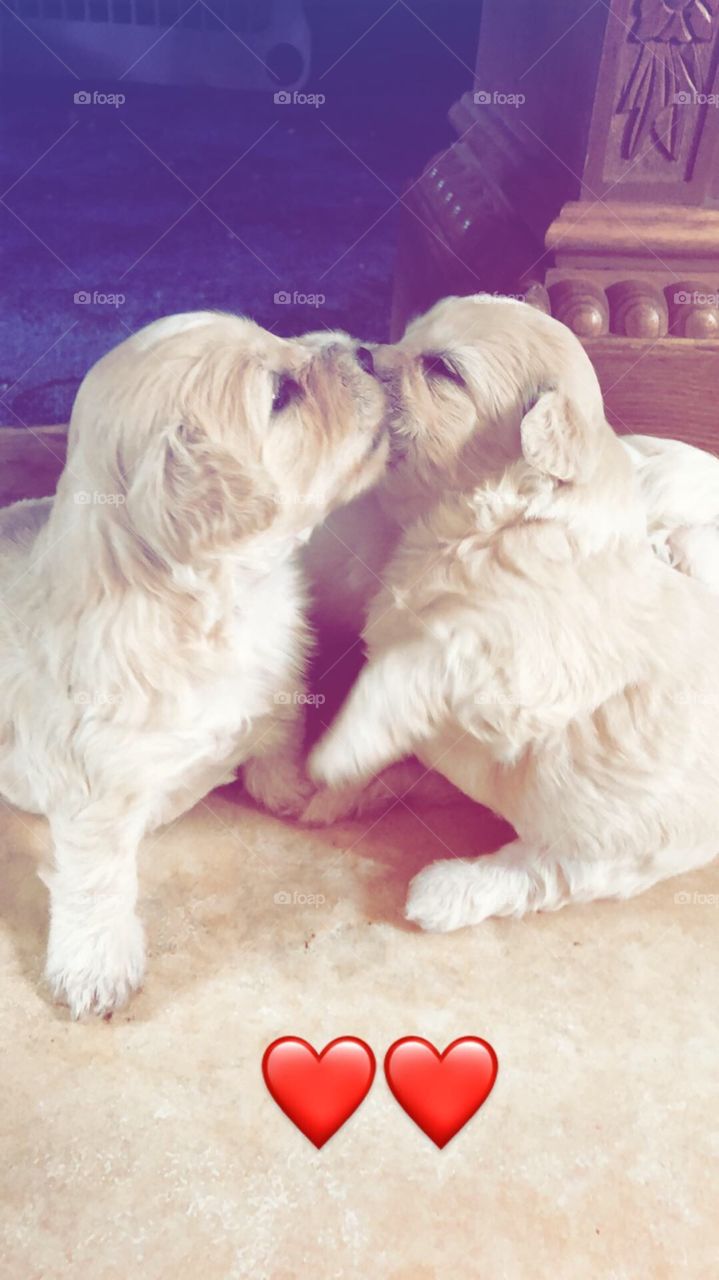 puppy love friendship