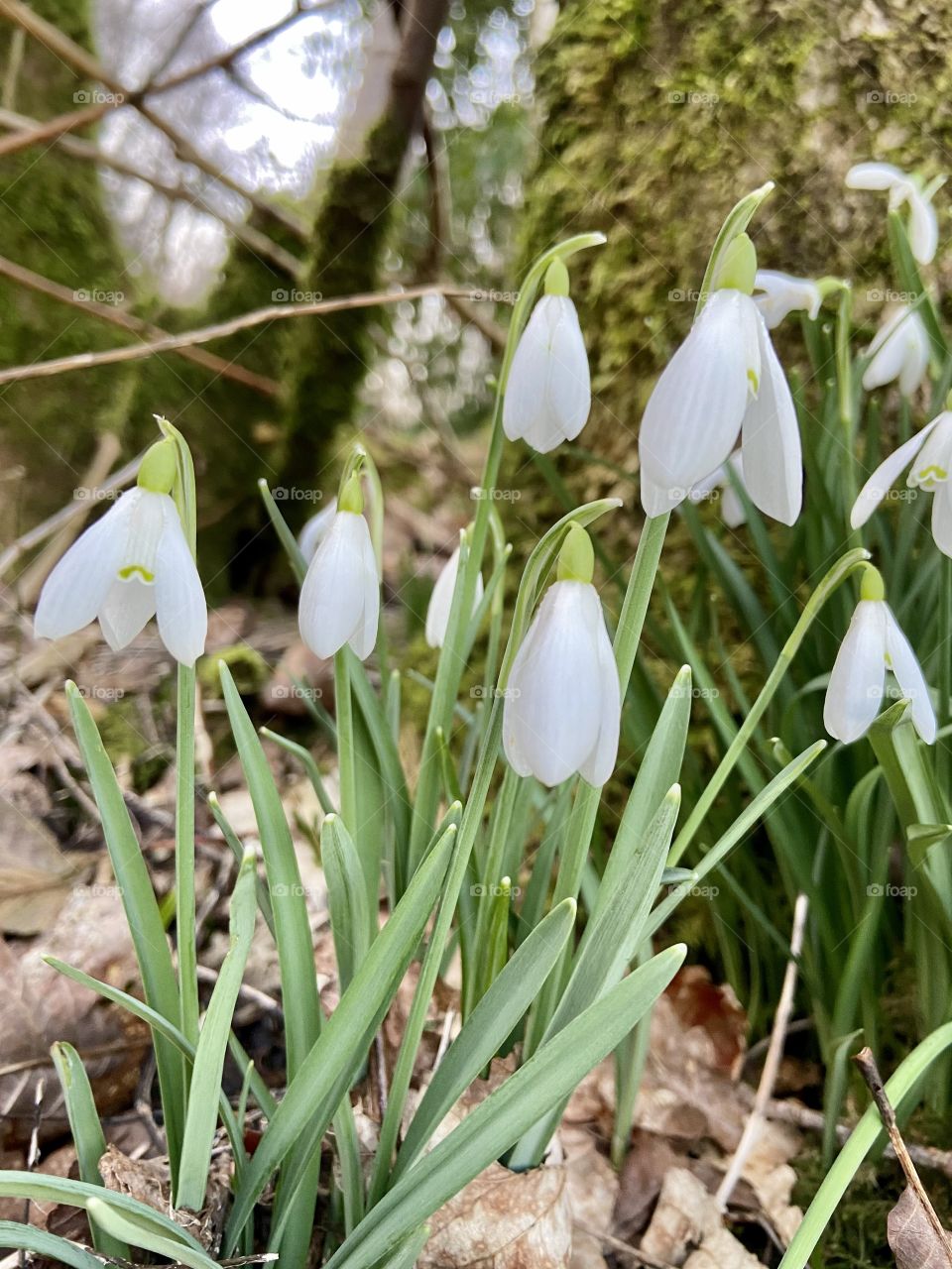 Snowdrops 🌖